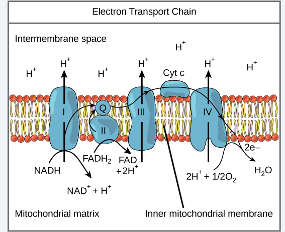 <ul><li><p><span>Hydrophobic, found in the core of the membrane&nbsp;</span></p></li><li><p><span>Shuttles electrons from complex I and II to complex III</span></p></li></ul><p></p>