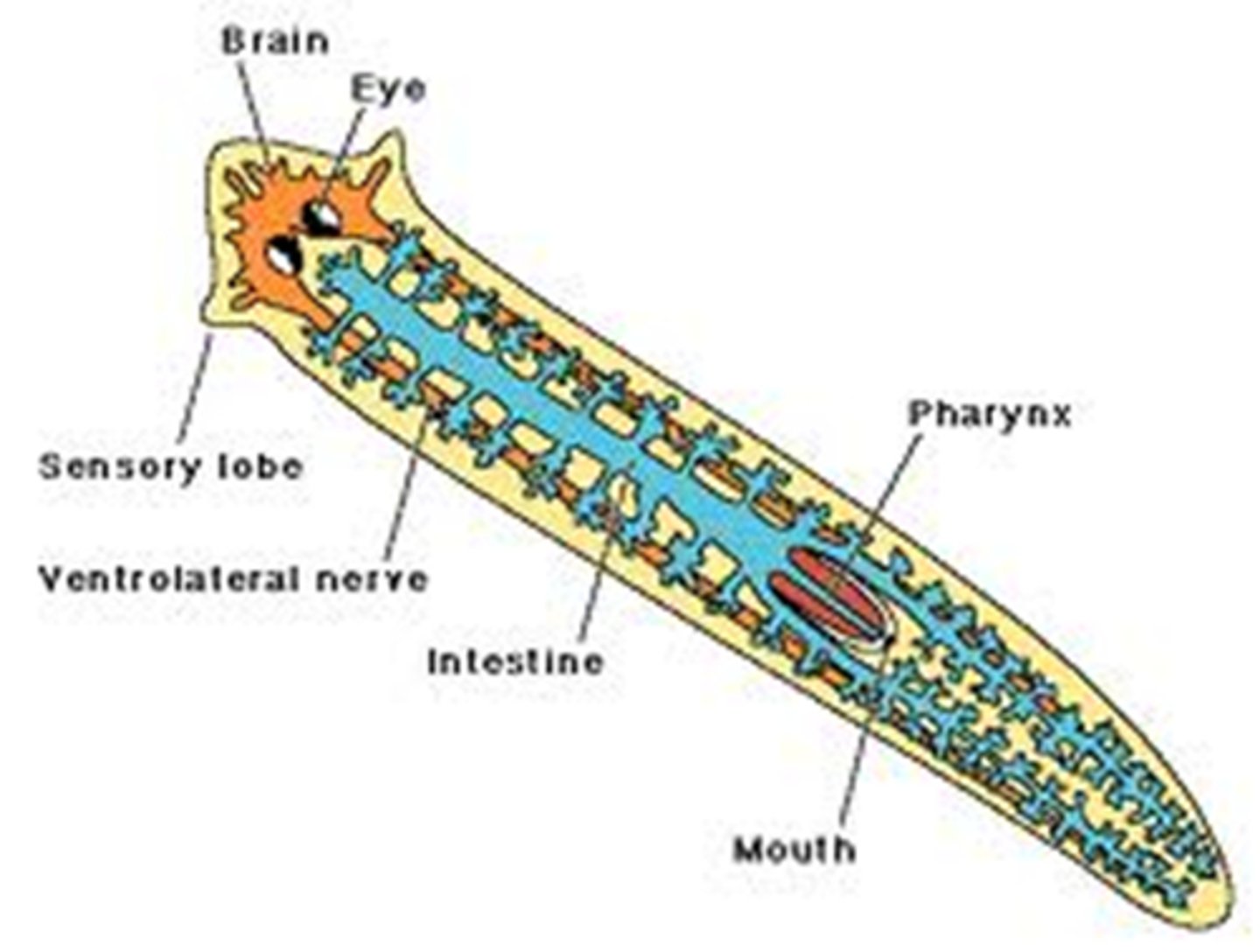 <p>the concentration of nerve tissue and sensory organs at the anterior end of an organism</p>