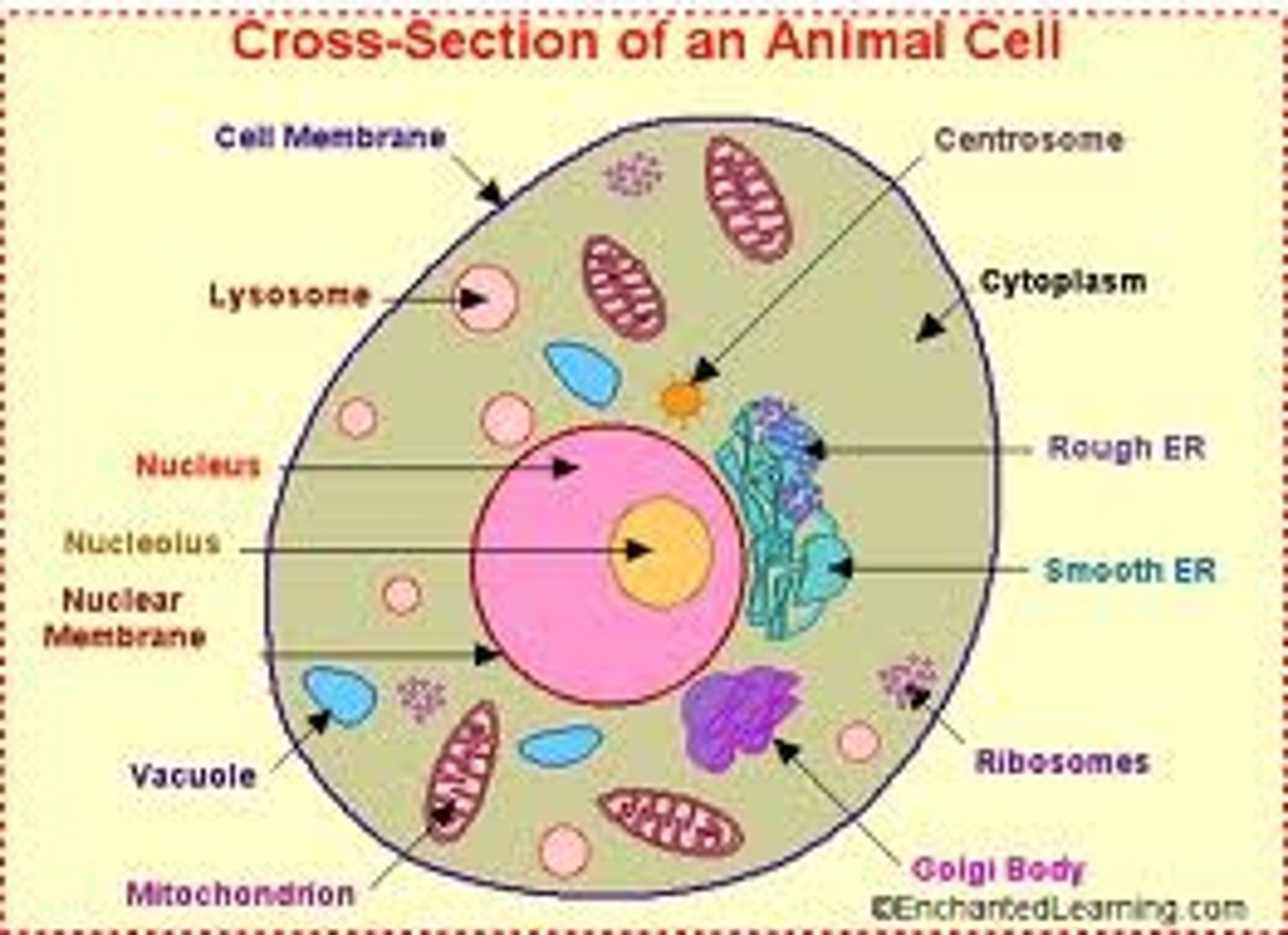 <p>- Nucleus<br>- Cytoplasm<br>- Cell membrane<br>- Ribosome<br>- Mitochondria<br>- Rough endoplasmic reticulum</p>