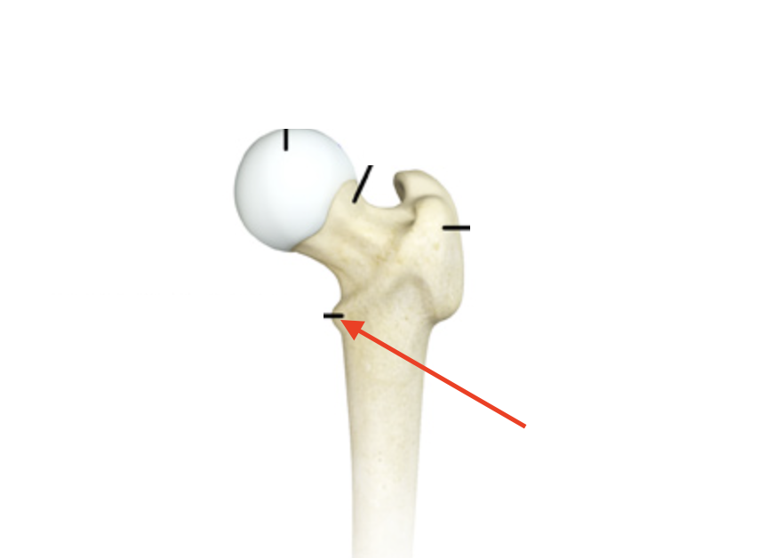 <p>the posterior/inferior smaller bump</p>