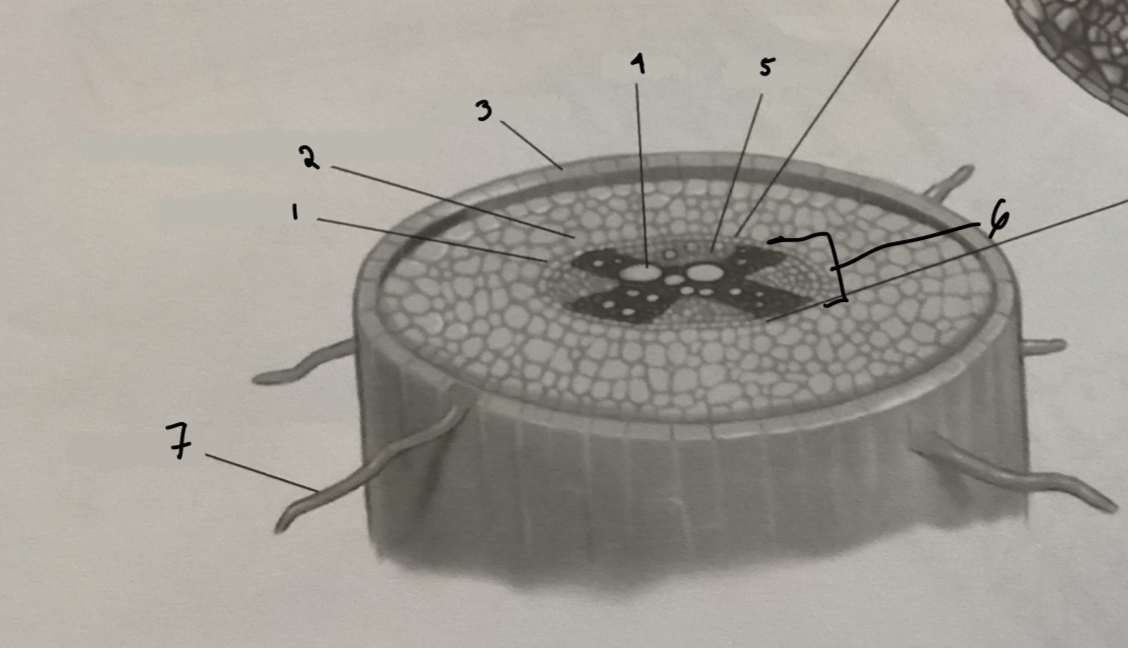 <p>what structure is 6?</p>