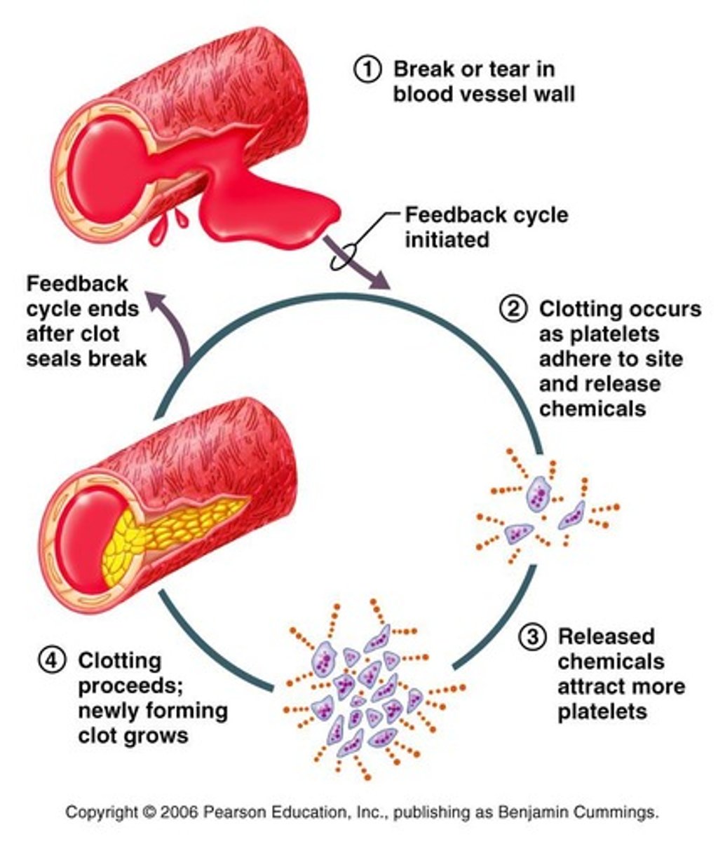 <p>Uterine smooth muscle during the child-birthing process: ↑contraction → ↑↑contraction → ↑↑↑contraction.</p>