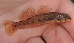 <p>v-shaped dark marks along the sides and 12 to 14 rays in the second dorsal fin. 2 to 8 cm. Habitat: streams and lakes</p>