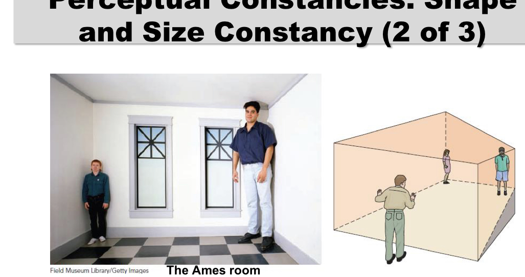 <p>• Perceptual constancy – our top-down tendency to view objects as unchanging, despite shifts in the environmental stimuli we receive</p><p>• Size constancy – we perceive objects as the same size, regardless of the distance from which it is viewed</p><p>• Shape constancy – we see an object as the same shape, no matter from what angle it is viewed</p>