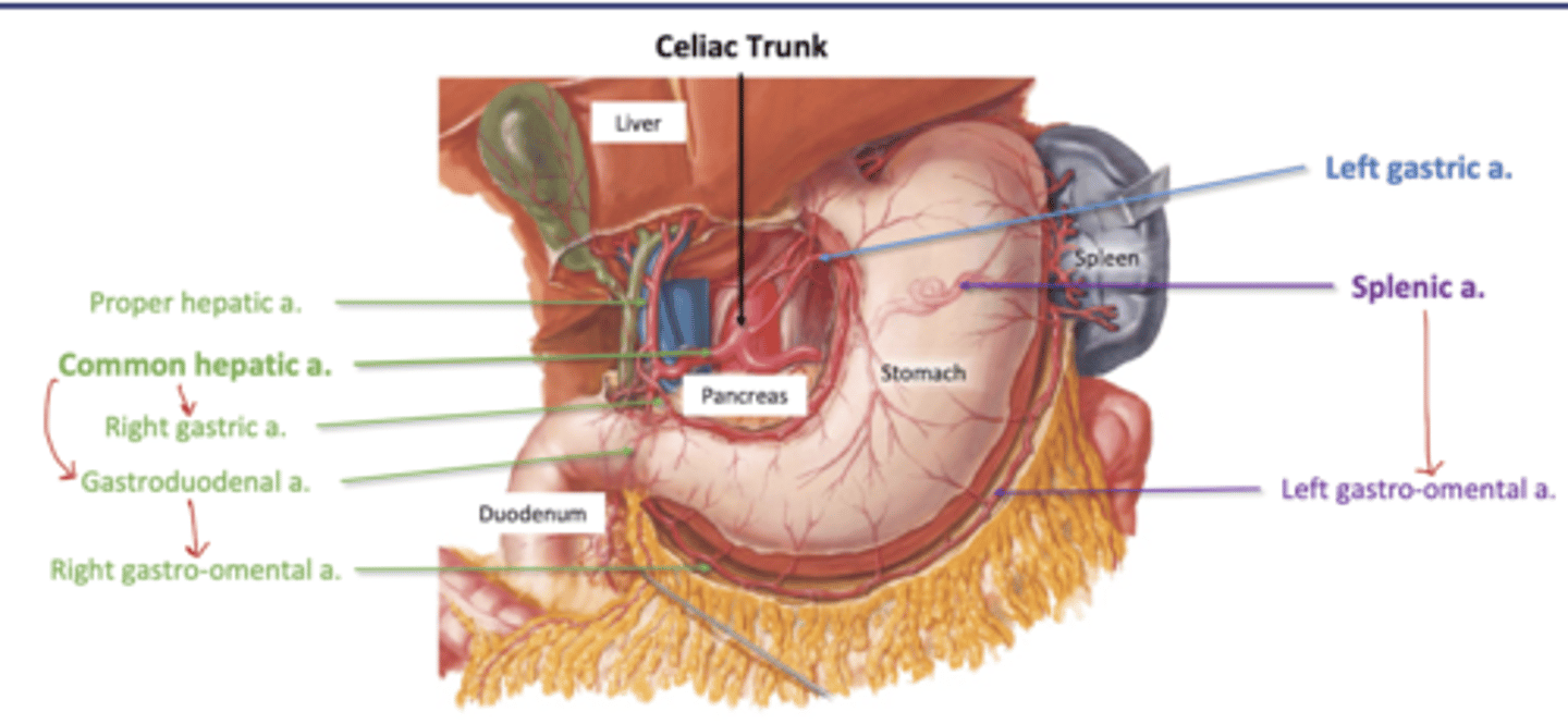 <p>Common Hepatic</p><p>-R gastric (R lesser curvature)</p><p>-Gastroduodenal--> R gastro-omental (greater curvature)</p><p>-Proper Hepatic (liver)</p><p>L gastric a. (L lesser curvature)</p><p>Splenic--> Left Gastro-omental (greater curvature)</p>