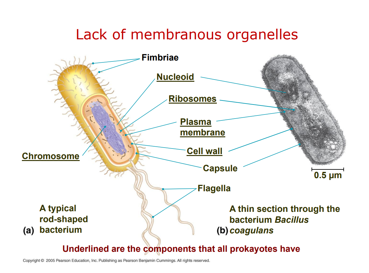 <p><strong>A1.</strong> Prokaryotes vary widely:</p><ul><li><p><strong>Shapes:</strong> Cocci (spherical), bacilli (rod-shaped), spirilla (spiral).</p></li><li><p><strong>Size:</strong> Typically <strong>0.5–5 µm</strong> — much smaller than eukaryotic cells.</p></li><li><p>Despite simplicity, they show <strong>enormous morphological and metabolic diversity</strong>.</p></li></ul><p></p>