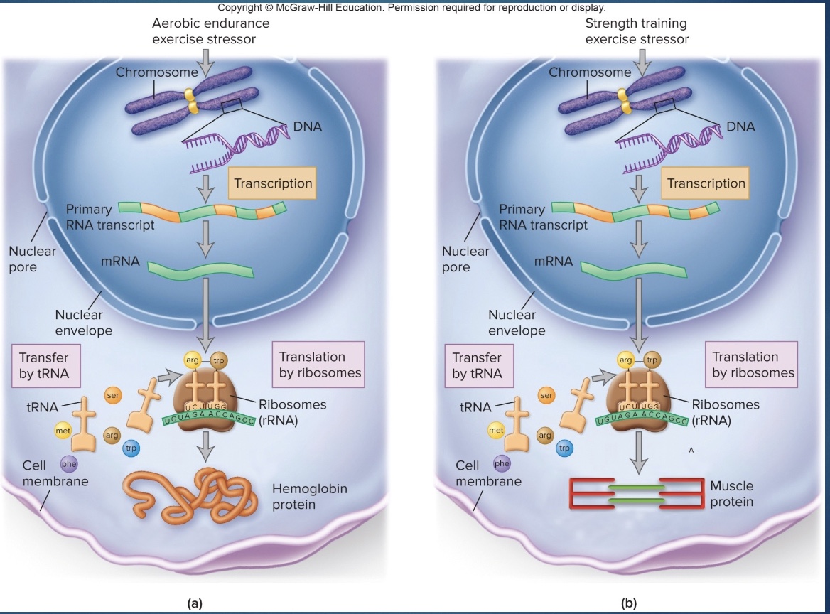 <p>-blueprint for building proteins</p><p>-transcribe, translocate to make protein</p>