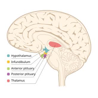 <p>Hypothalamus</p>