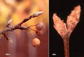 reduced fruit and small-statured shade tree

bradford used to be counterpart to this tree but ended up self destructing under snow load

alternate, rounded, and scaled bud

leaves almost look curled or ruffled