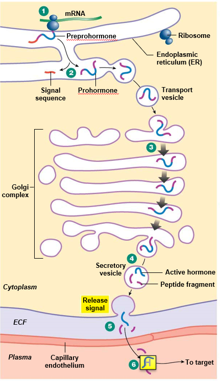 <p>proteolytic, post-translational modification</p><p><strong>preprohormone</strong>: large, inactive precursor</p><ul><li><p>cleaved in ER to become prohormone</p></li></ul><p><strong>prohormone</strong>: smaller, inactive precursor</p><ul><li><p>cleaved in secretory vesicle to become active hormone</p></li></ul>