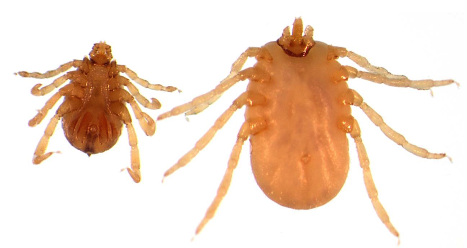 <p>ONE HOST TICK Larvae - Babesia bovis Nymph and adults - Babesia bigemina Males - Anaplasma marginale</p><ul><li><p>Hexagonal basis captuli</p></li><li><p>No festoons</p></li><li><p>Pale whitish legs</p></li><li><p>Wide distance between first legs and gnathostoma</p></li><li><p>Coxa with two short spurs</p></li></ul>