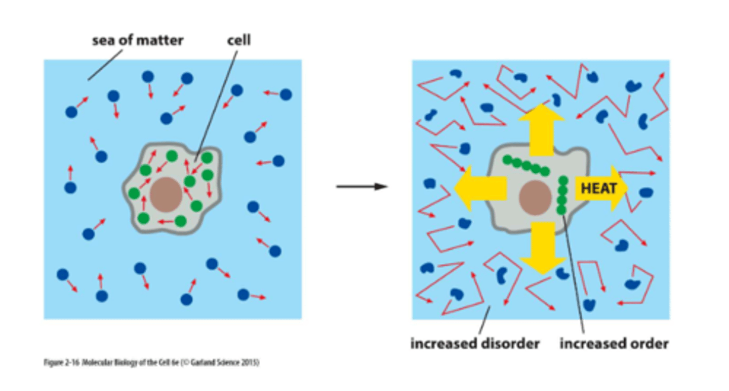 <p>the release of heat energy from cells</p>