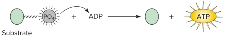 <p>Generation of ATP by <strong>transferring a phosphate group from a phosphorylated compound directly to ADP</strong>.</p>