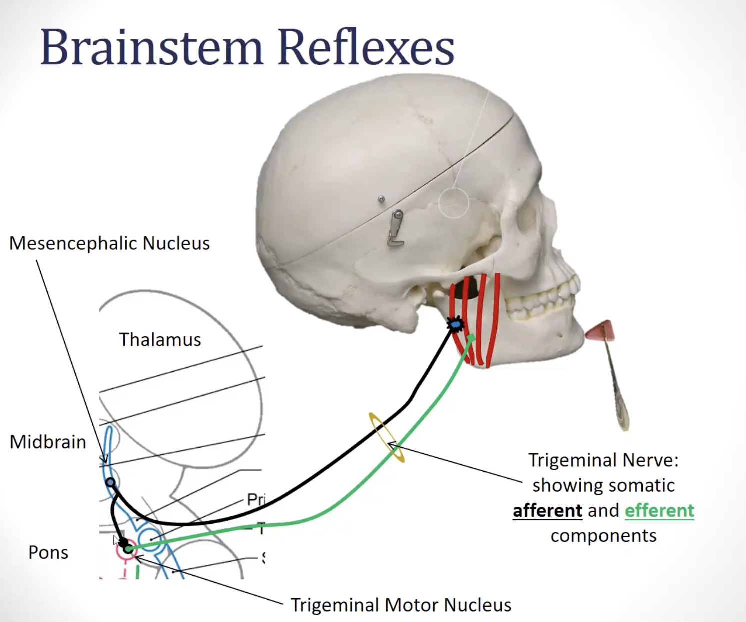 <ul><li><p><strong><u>jaw jerk reflex</u></strong>: (***<strong><u>CN V</u></strong>)</p><ul><li><p><strong><u>circuit:</u></strong> both afferent and efferent limbs are carried on the trigeminal nerve</p><ul><li><p><strong><em><u>***afferent limb</u></em></strong><em><u>:</u></em> ***<strong><u>proprioceptive fibers</u></strong> of the <strong><u>mandibular division of the</u><em><u> trigeminal nerve</u></em></strong> (cell body is sitting in the mesencephalic nucleus)</p></li><li><p><strong><em><u>***efferent limb</u></em></strong><em><u>:</u></em> ***<strong><u>motor fibers </u></strong>from the <strong><em><u>trigeminal motor nucleus </u></em></strong>traveling in the <strong><u>mandibular division of the </u><em><u>trigeminal nerve</u></em></strong></p></li></ul></li></ul></li></ul><p><strong><u>function</u></strong></p><ul><li><p>it is a monosynaptic stretch reflex, so same function</p><ul><li><p><strong><u>***function:</u> </strong>plays a major role in the <strong><u>maintenance of posture</u></strong> and ensures <strong><u>coordination of agonist and antagonist muscle activity in response to changing conditions</u></strong>; it is also an <strong><u>important reflex to be tested to determine neurological damage</u></strong></p></li></ul></li></ul><p><strong><u>image</u></strong></p><ul><li><p><strong><u>***when the chin is tapped, there will be a slight stretch of the masseter muscle</u></strong></p></li><li><p>—&gt; <strong><u>muscle spindles in the masseter muscles will fire</u></strong></p></li><li><p>—&gt; <strong><u>AP will come</u></strong> in</p></li><li><p>—&gt;<strong> <u>activates the alpha motor neuron in the trigeminal motor nucleus</u></strong></p></li><li><p>—&gt; sends signal to <strong><u>cause the masseter muscle to contract</u></strong></p></li></ul><p></p>