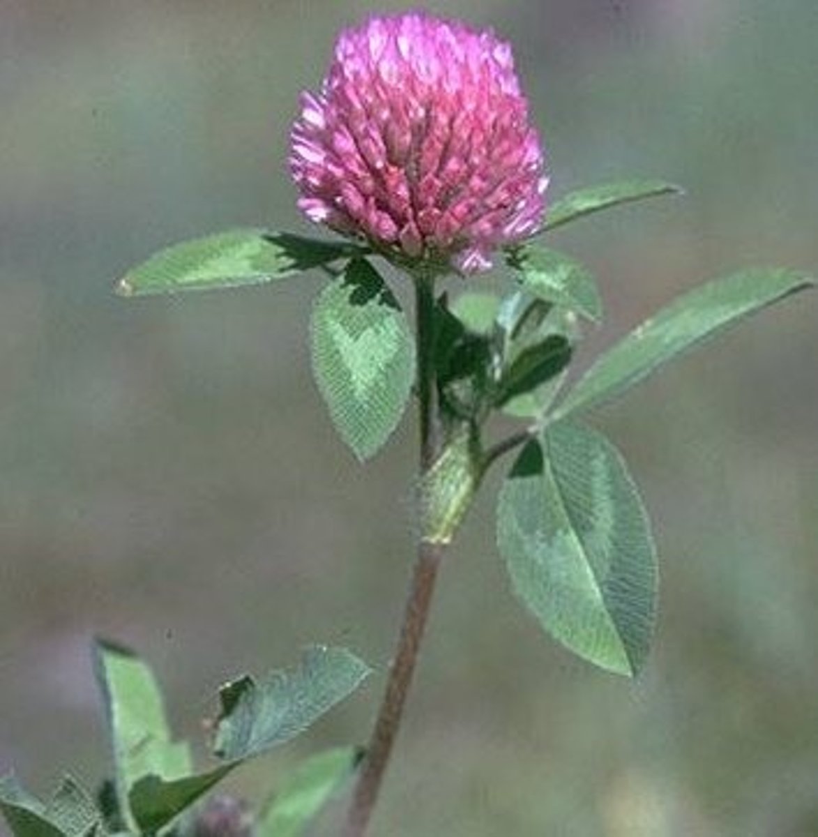 <p>Trifolium pratense</p><p>-white v on leaves</p><p>-terminal buds</p><p>-ovulate leaves</p>