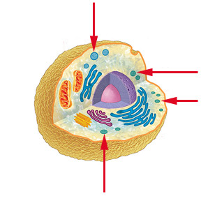 <p>Cell organelle that stores materials such as water, salts, proteins, and carbohydrates</p>