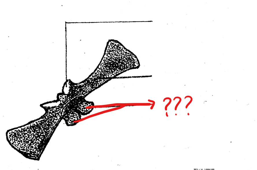 <p>both the surfaces are convex</p>