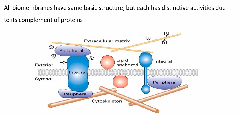 <ul><li><p>Integral membrane proteins (embedded in hydrophobic core) </p></li><li><p>Lipid-anchored and peripheral membrane proteins</p><ul><li><p>Associated with one surface of bilayer&nbsp;</p></li></ul></li><li><p>The proteins associated determine the functinos of a membrane&nbsp;</p></li><li><p>Some membranes are dense w proteins&nbsp;</p><ul><li><p>Inner mitochondrial membrane with 76% protein composition&nbsp;</p></li></ul></li><li><p>Some have very few proteins&nbsp;</p><ul><li><p>Myeline membrane with 18% protein composition&nbsp;</p></li></ul></li></ul><p></p>