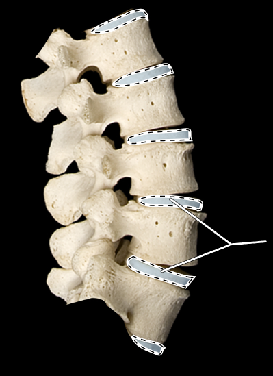 <p>What are the highlighted portions called?</p><p>What region of the vertebral column is this?</p>