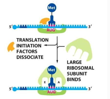 <p>initation factors leave and large subunit comes in</p>