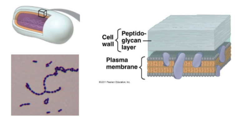 <p>-gram-stain reflects cell wall type </p><p>-gram positive +: bacteria w/ thick PG layer </p><p>-stains purple in Gram stain</p>