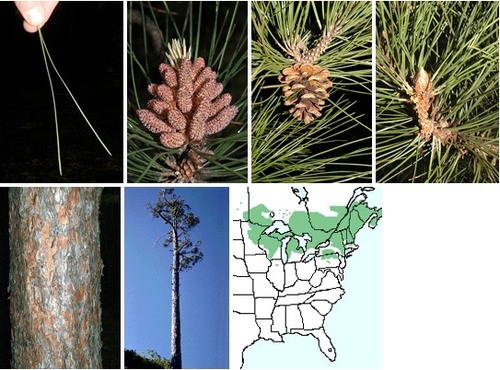 Blades: 2 needles, attach directly to tree, easy to snap
Reproductive: shorter rounder pine cone
Bark: greyish-red scales, no ridges