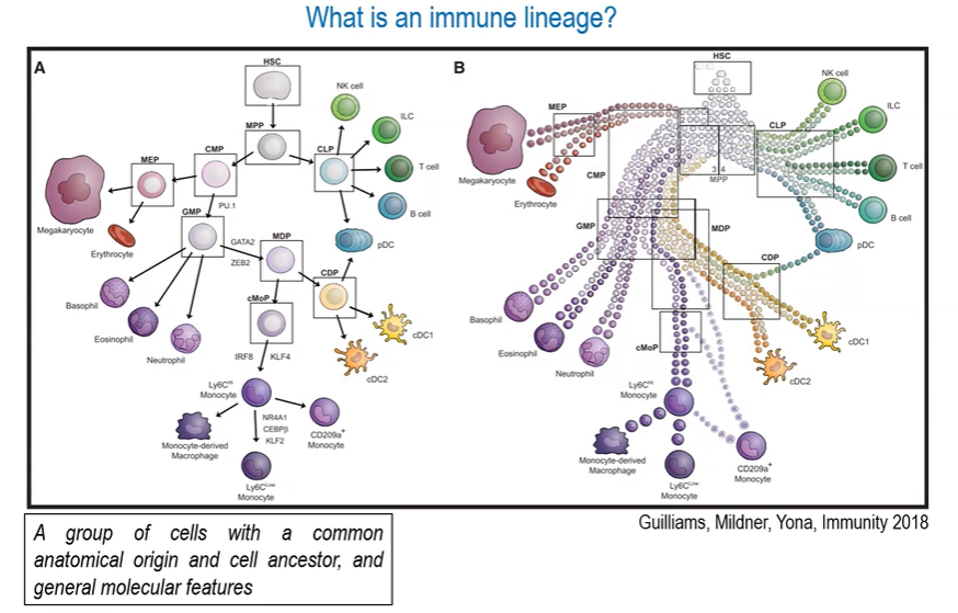 <p><span>A group of cells with a common anatomical origin and cell ancestor, and general molecular features</span></p>