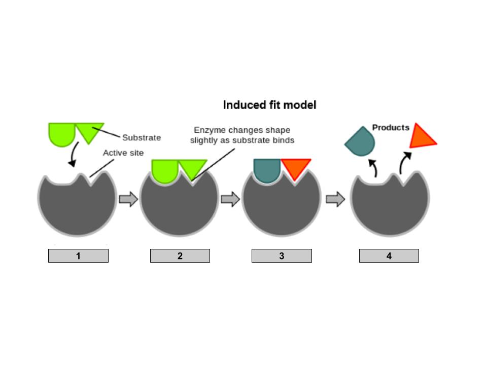 <p>1</p>