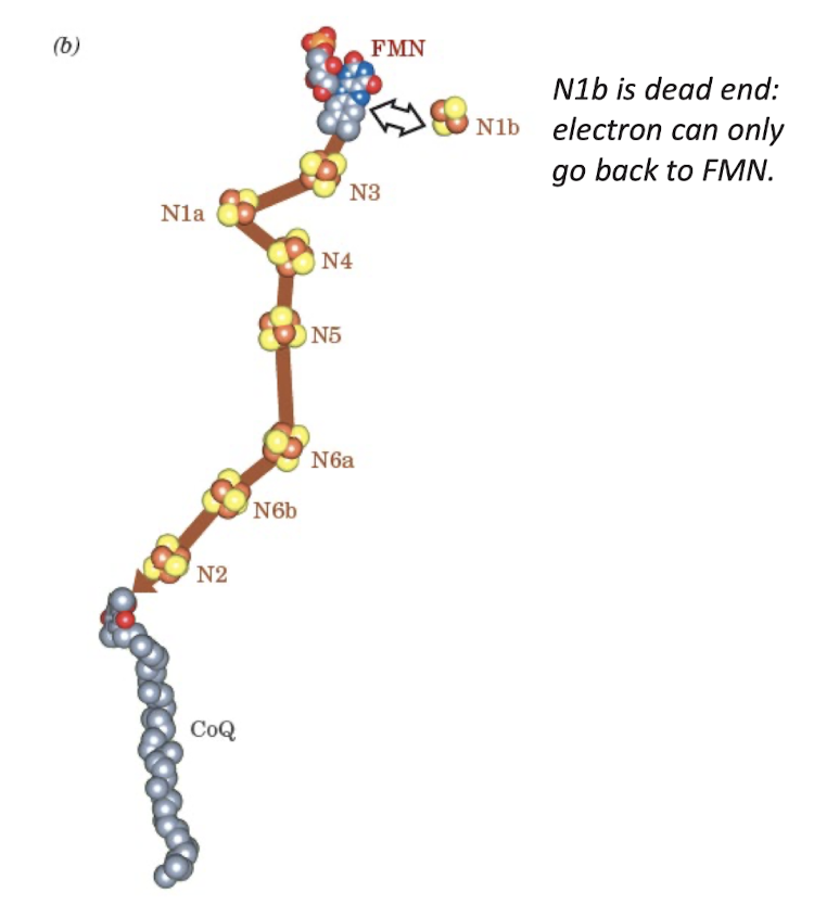 <p>90 Å path of electron through Complex I redox groups. No jump is longer than 14 Å. </p>