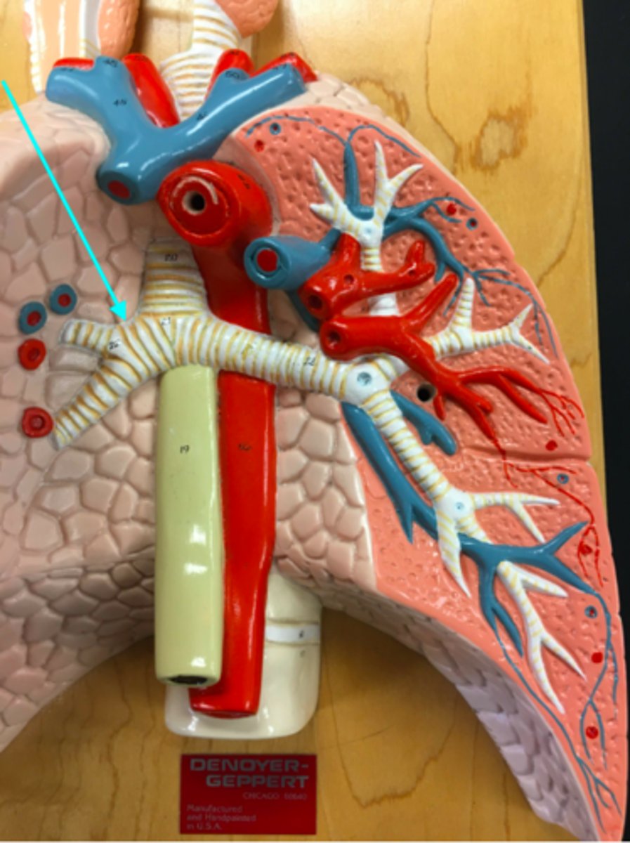 <p>What structure of the heart/lung model is the blue arrow pointing at?</p>