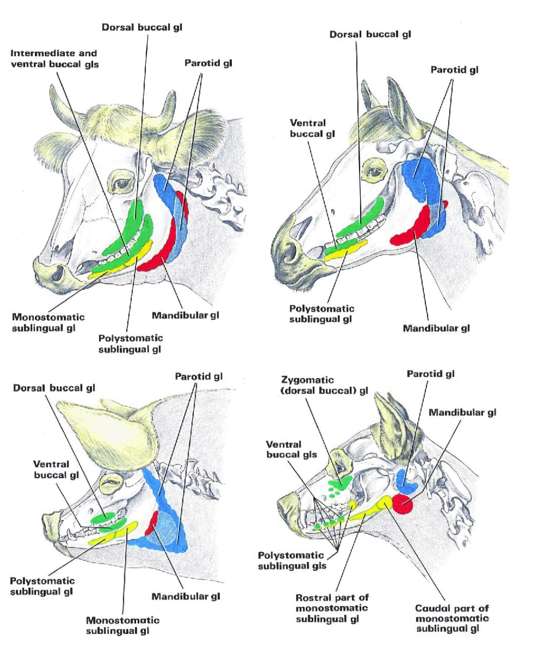 <p>Located in the tunica mucosa of oral cavity, to these belong:</p><ol><li><p><span><strong>Glandulae buccales</strong></span></p><ul><li><p>gll. buccales dorsales → in car, these lie medially to arcus zygomaticus, called gl. zygomatica. </p></li><li><p>ventrales </p></li><li><p>ru: also intermediae</p></li><li><p>Ducts of these glands open into the vestibulum buccale, duct of gl. zygomatica opens on the papilla zygomatica</p></li></ul></li><li><p><span><strong>glandulae linguales</strong></span></p></li><li><p><span><strong>glandulae palatinae</strong></span></p></li><li><p><span><strong>glandulae labiales</strong></span></p></li></ol><p></p>