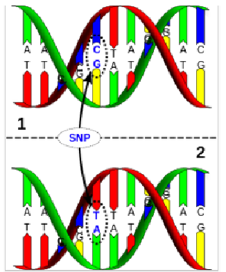 <p><span style="font-family: &quot;Times New Roman&quot;, serif">Define SNPs and How They Relate To Mood Disorders.</span></p>