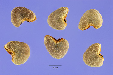 Abutilon theophrasti
