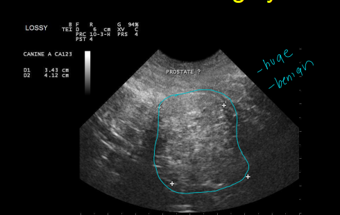 <ul><li><p><strong><u>Benign prostatic hypertrophy</u></strong></p><ul><li><p>neuter</p></li></ul></li><li><p><strong><u>Prostatitis/abscessation</u></strong></p><ul><li><p>painful, very sick dogs </p></li><li><p>neuter</p></li></ul></li><li><p><strong><u>Paraprostatic cysts</u></strong></p><ul><li><p>fluid filled outside prostate</p></li><li><p>neuter</p></li></ul></li><li><p><strong><u>Prostatic neoplasia</u></strong></p><ul><li><p><u>Adenocarcinoma</u></p></li><li><p><u>very common in </u><strong><u>neutered dogs</u></strong></p></li></ul></li></ul><p></p>