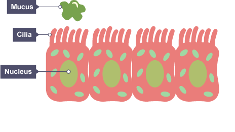 <p>move <strong>mucus</strong> <u>up and out</u> of the <mark data-color="green" style="background-color: green; color: inherit">airways/trachea</mark></p>