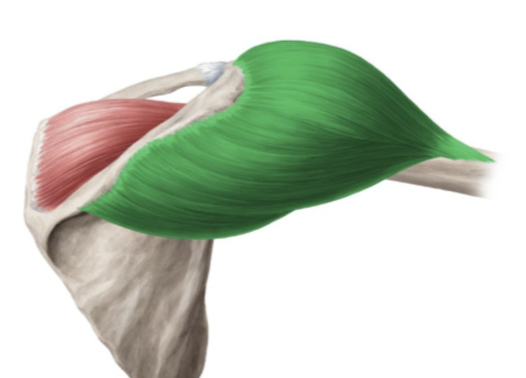 <ul><li><p>Proximal:</p><ul><li><p>Lateral third of clavicle</p></li><li><p>Acromion process</p></li><li><p>Spine of scapula</p></li></ul></li><li><p>Distal:</p><ul><li><p>Deltoid tuberosity of humerus</p></li></ul></li><li><p>Action:</p><ul><li><p>Anterior fibers: Flexion and medial rotation of the arm</p></li><li><p>Middle fibers: Abduction of the arm (15° to 90°)</p></li><li><p>Posterior fibers: Extension and lateral rotation of the arm</p></li></ul></li><li><p>Innervation:</p><ul><li><p>Axillary nerve (C5–C6)</p></li></ul></li></ul><p></p>