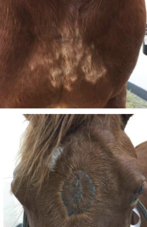 <p>Ivermectin or moxidectin PO 2–3×/month. Microfilarial death may cause transient edema (ventral, umbilical, eyelids), pruritus, or fever. Cannot kill the female adult in the nuchae ligament </p>