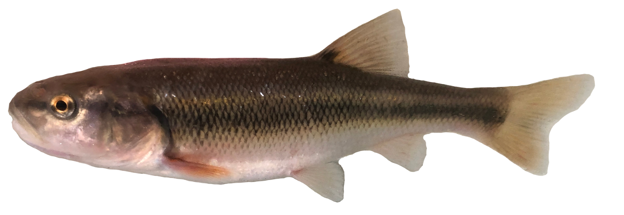 <p>Leuciscidae;</p><p>Creek Chub;</p><p>Semotilus atromaculatus</p>