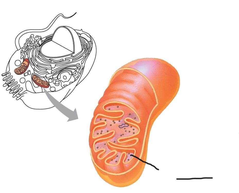 <p>7 Mitochondrion </p>