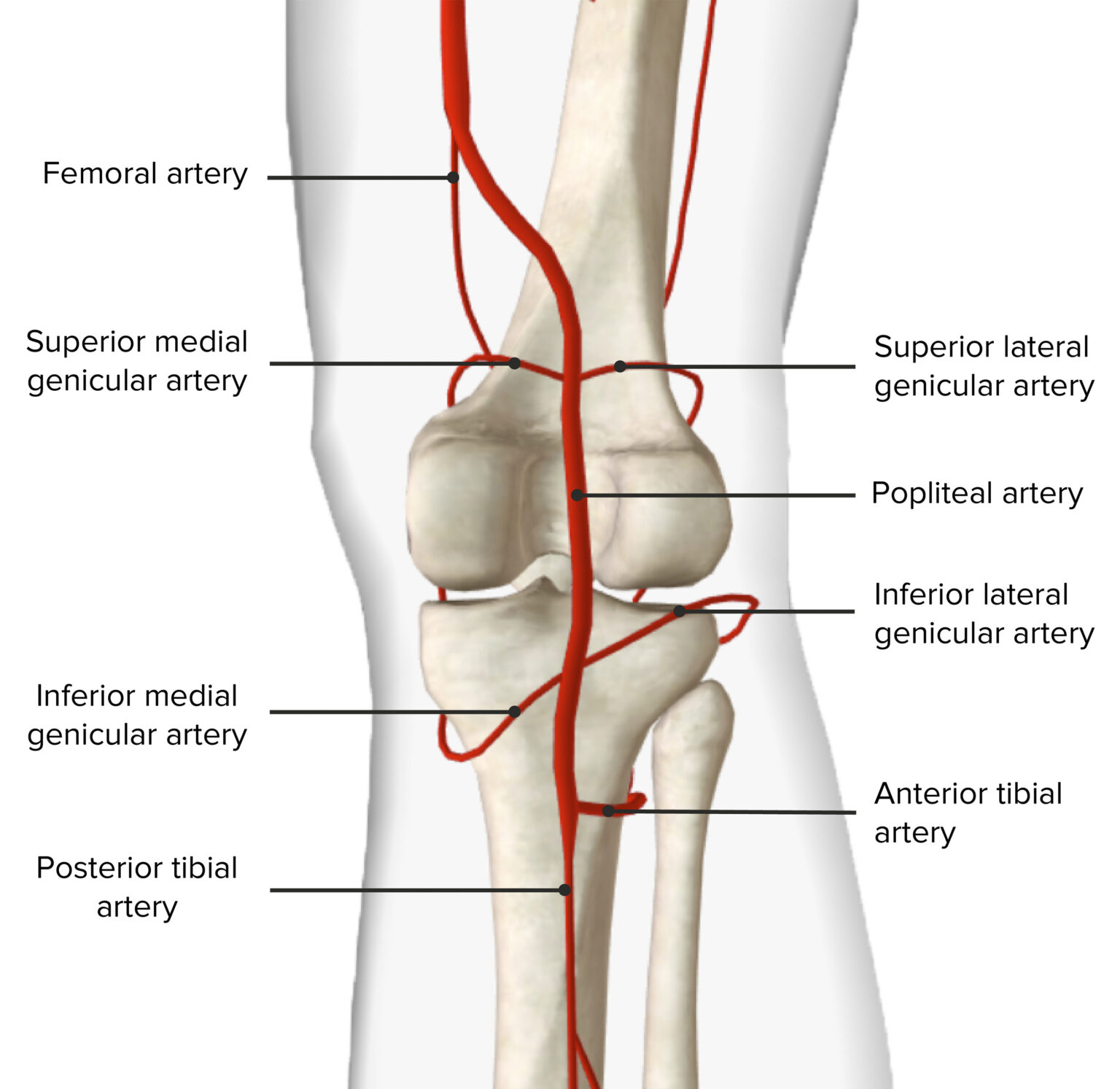<p>Continuation of femoral → posterior leg arteries. Deep in fossa behind knee. 💡 "Pop = posterior pivot."</p>