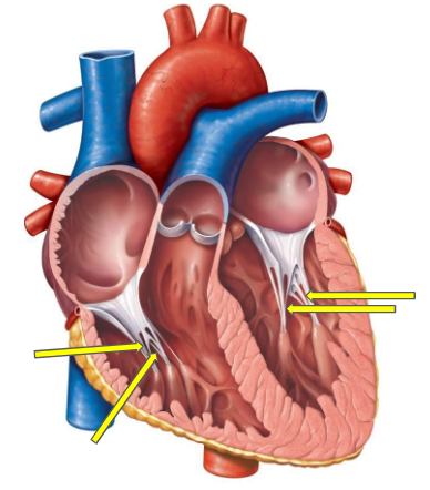 term image