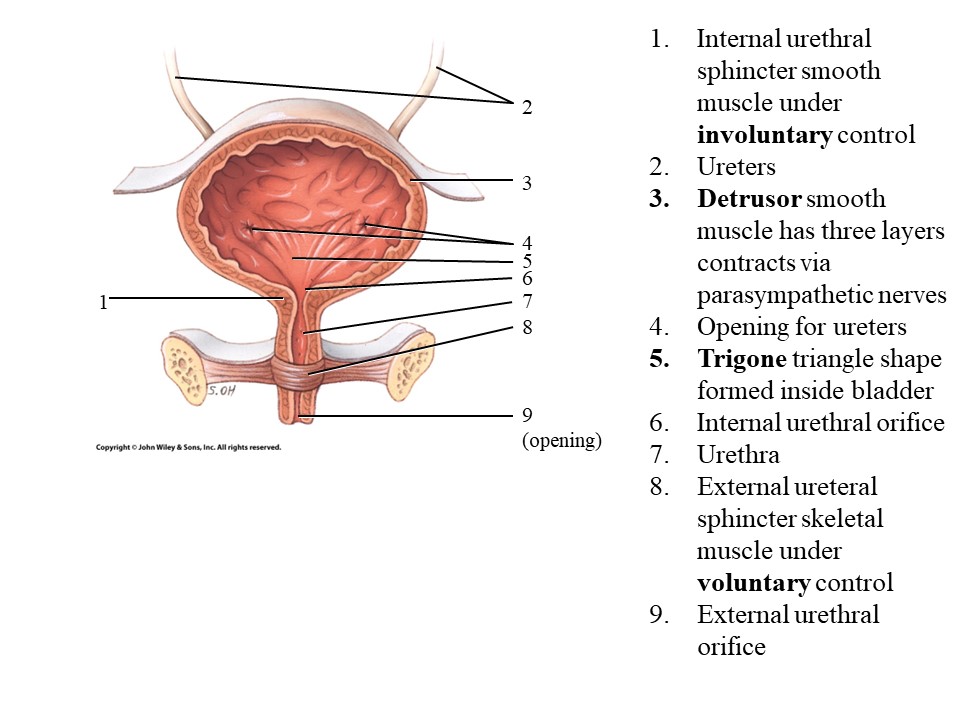 <ol start="3"><li><p>Detrusor muscle</p></li></ol>