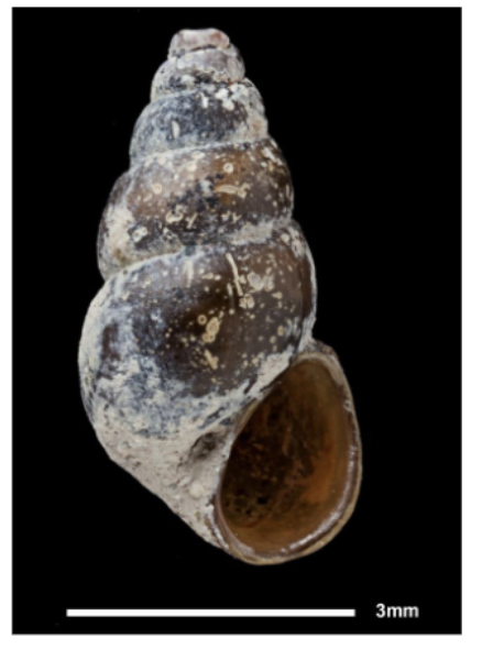 <p>Name snail and parasite it transmits</p>