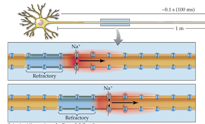 <p>Action potentials don’t decay over distance because they’re regenerated by voltage-gated Na+ channels opening along the length of the axon; Na+ channel inactivation (refractory) in the wake of the AP ensures that APs only travel in one direction</p>