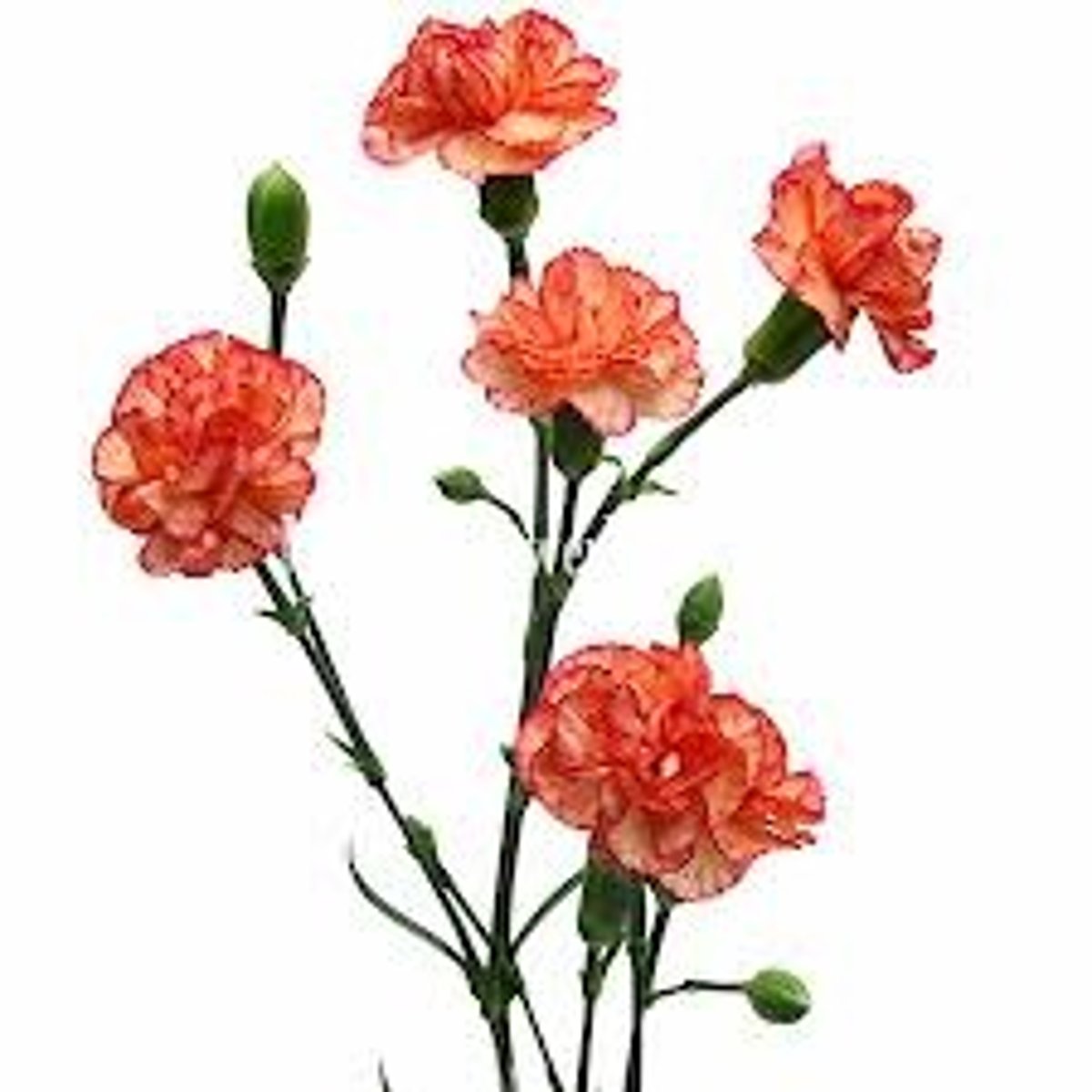 <p>Mini Carnations; Filler or Mass (depends on design)</p>