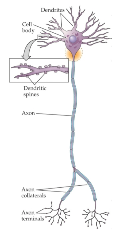 <p>what is the role of the dendrites</p>