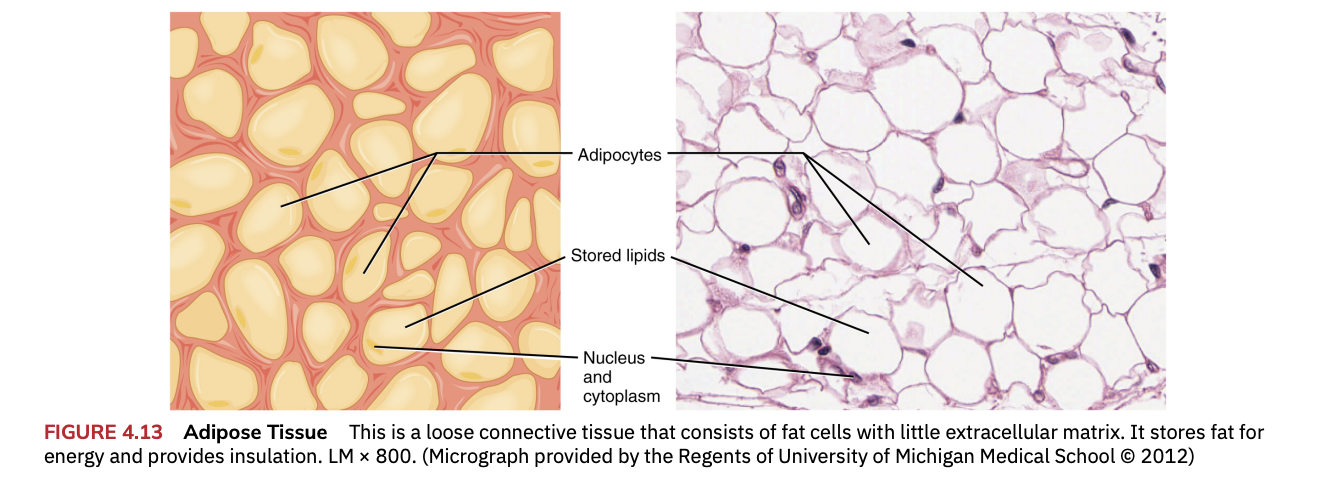 <p>Loose connective tissue consisting of fat cells with little extracellular matrix</p>