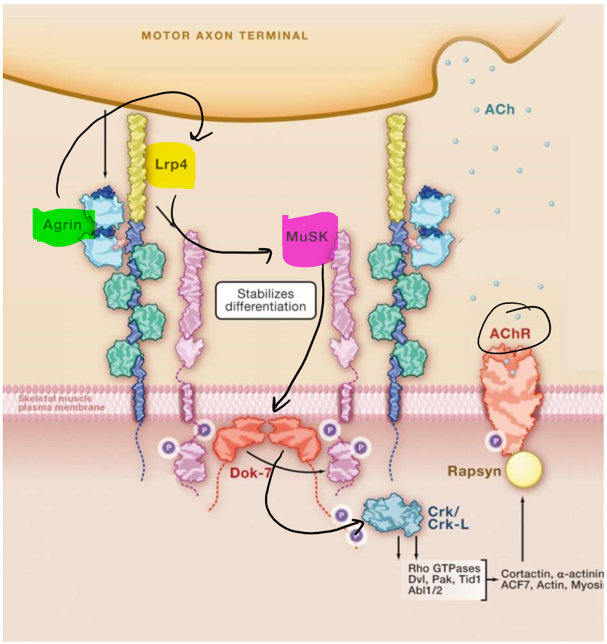 <p>LRP4 und MuSK (Rezeptorkinase) im Muskel exprimiert</p><p>Agrin bindet → LRP4 stimuliert → MuSK-LRP4 Interaktion → MuSK Tyrosinkinase Aktivität</p><p>MuSK phosphoryliert → Dok-7 aktiviert → Crk Kinase → Ranpsyn phosphorylierung → Aggregation AChRs</p>