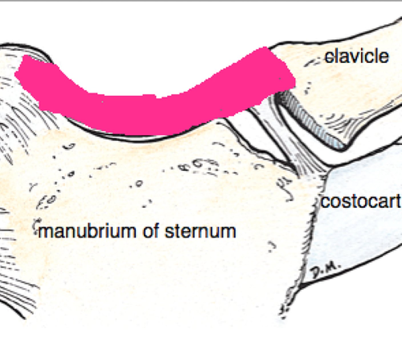 <p>Ligament connecting clavicle to clavicle</p>