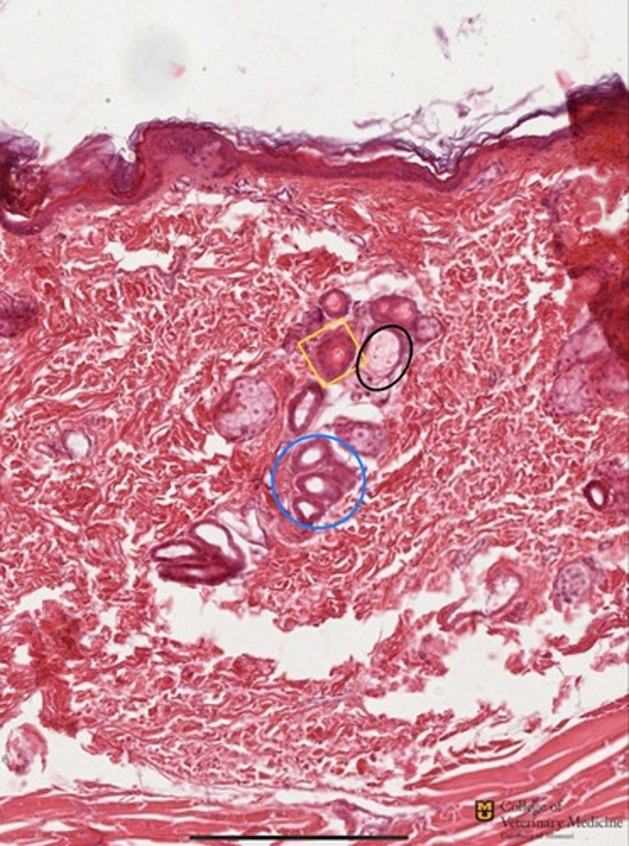 <p>What structures are shown?</p><p>What tissue structure are these located within?</p>